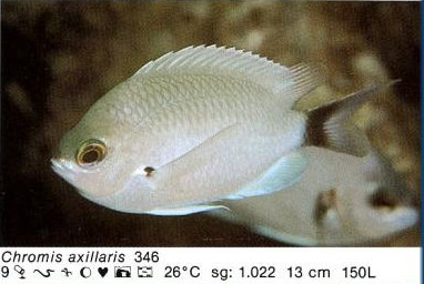Chromis axillaris